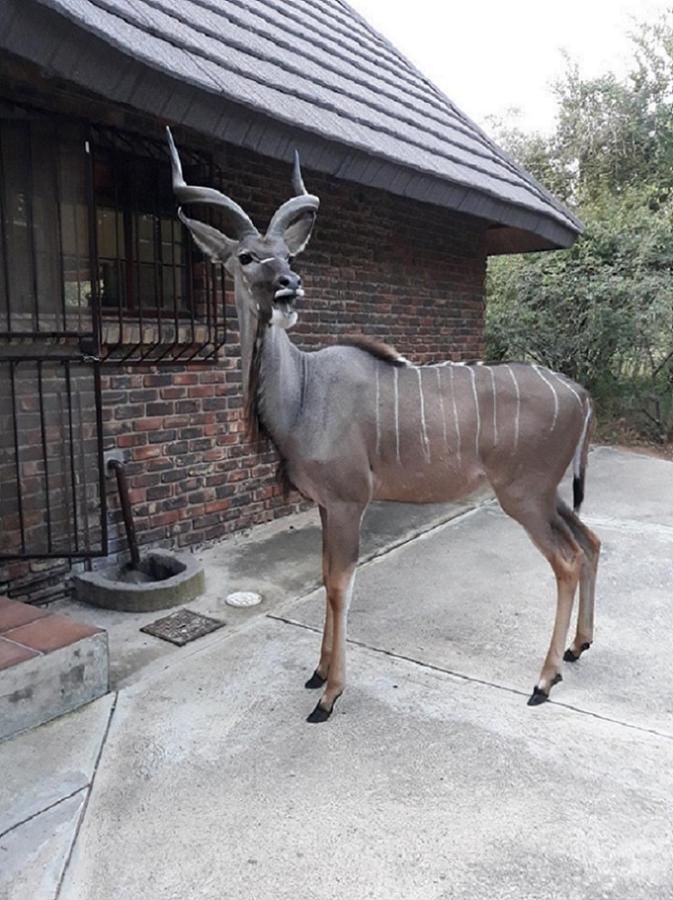 Villa Crowe'S Nest Marloth Park Exterior foto