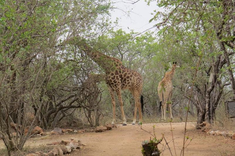 Villa Crowe'S Nest Marloth Park Exterior foto